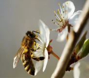 Krafttier - Biene  
