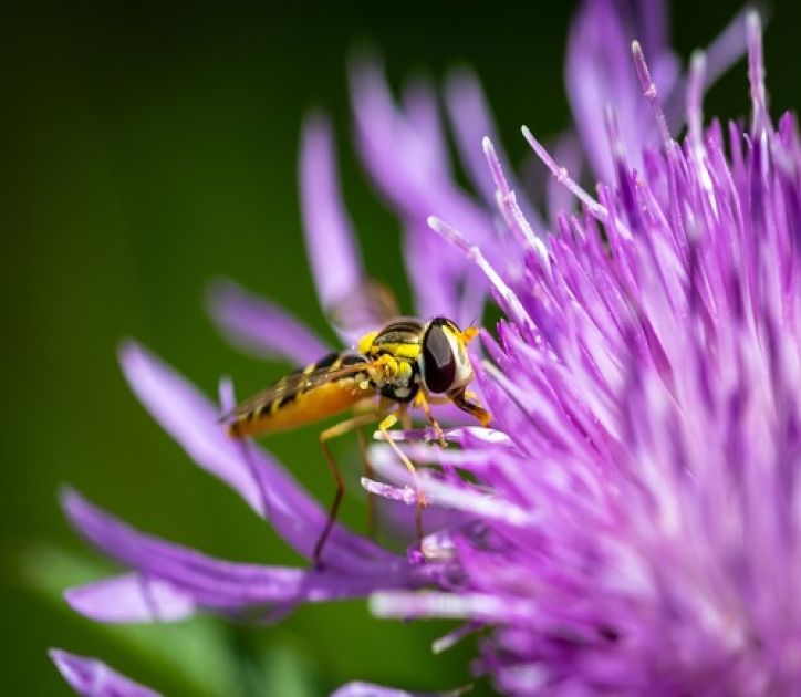 Krafttier - Großer Brachvogel Artikel